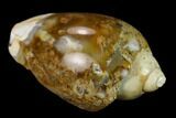 Polished, Chalcedony Replaced Gastropod Fossil - India #133528-1